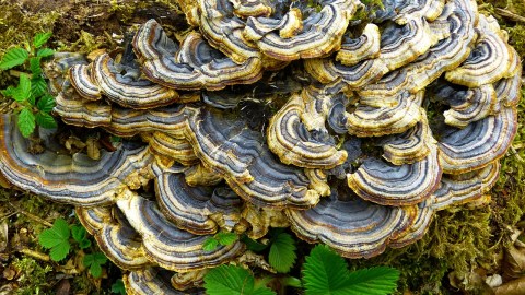 El hongo cola de pavo o Trametes Versicolor crece en troncos muertos en todo el mundo.