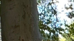 One Fair Wage aboga por abolir el subsalario mínimo e igualarlo a $15 la hora con propinas./Cortesía (Yamila Ruíz)