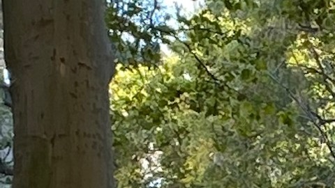 One Fair Wage aboga por abolir el subsalario mínimo e igualarlo a $15 la hora con propinas./Cortesía (Yamila Ruíz)