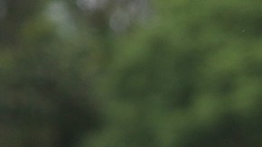 Norma Palafox - Chivas