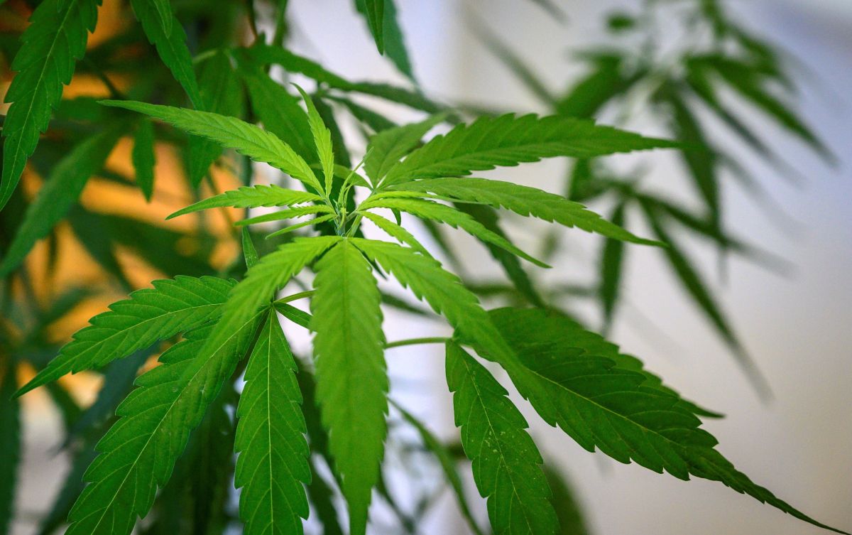 Varios estados han legalizado el uso recreativo de la marihuana en EE.UU.