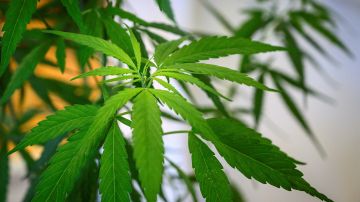 6 estados aprueban el uso recreativo y medicinal de la marihuana