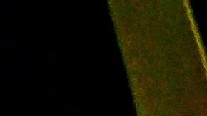 Una tienda departamental ofrece pijamas para toda la familia y también para tu perro