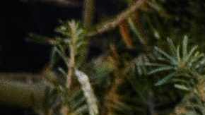 La semana pasada, la Primera Dama recibió el árbol navideño.