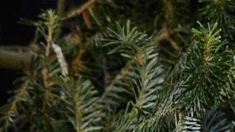 La semana pasada, la Primera Dama recibió el árbol navideño.