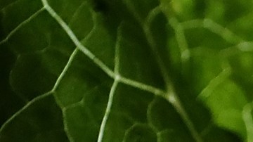 Lechuga