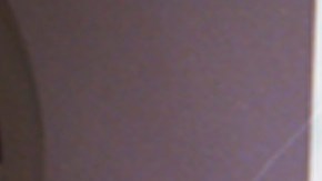 El presidente John F. Kennedy indultó a un pavo el 19 de noviembre de 1963.