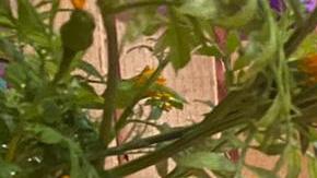 La comunidad inmigrante de Staten Island celebró el ‘Día de los Muertos’ instando a votar este martes.