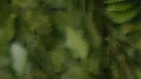 Salma Hayek y François-Henri Pinault.