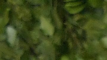 Salma Hayek y François-Henri Pinault.