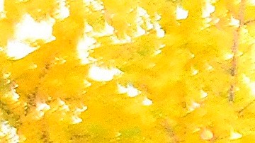 Elecciones 2020 EEUU