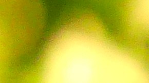 Maradona descansará junto a los restos de sus padres.