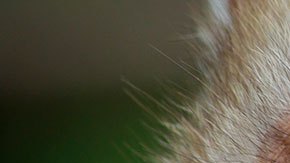 Los animales se mantenían atados o encadenados a neumáticos viejos.