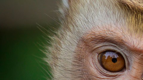Los animales se mantenían atados o encadenados a neumáticos viejos.