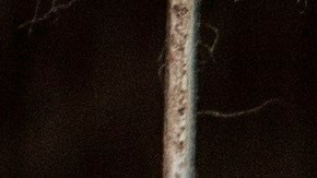 Dinamarca produce piel de visón.