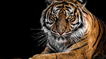 Se cree que en todo el mundo solo existen 8 tigres de este tipo.