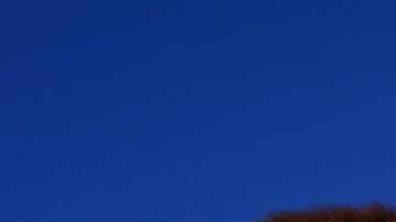 Muchos creyeron que la vaca no debía morir y que todo era una "señal divina".