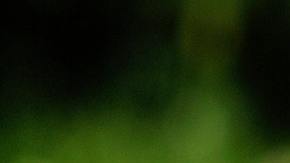 La niña se acercó a sus juguetes cuando fue atacado por el reptil.