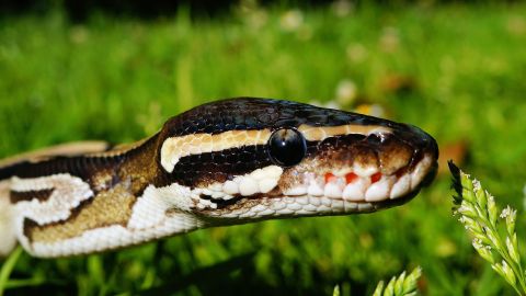 La niña se acercó a sus juguetes cuando fue atacado por el reptil.