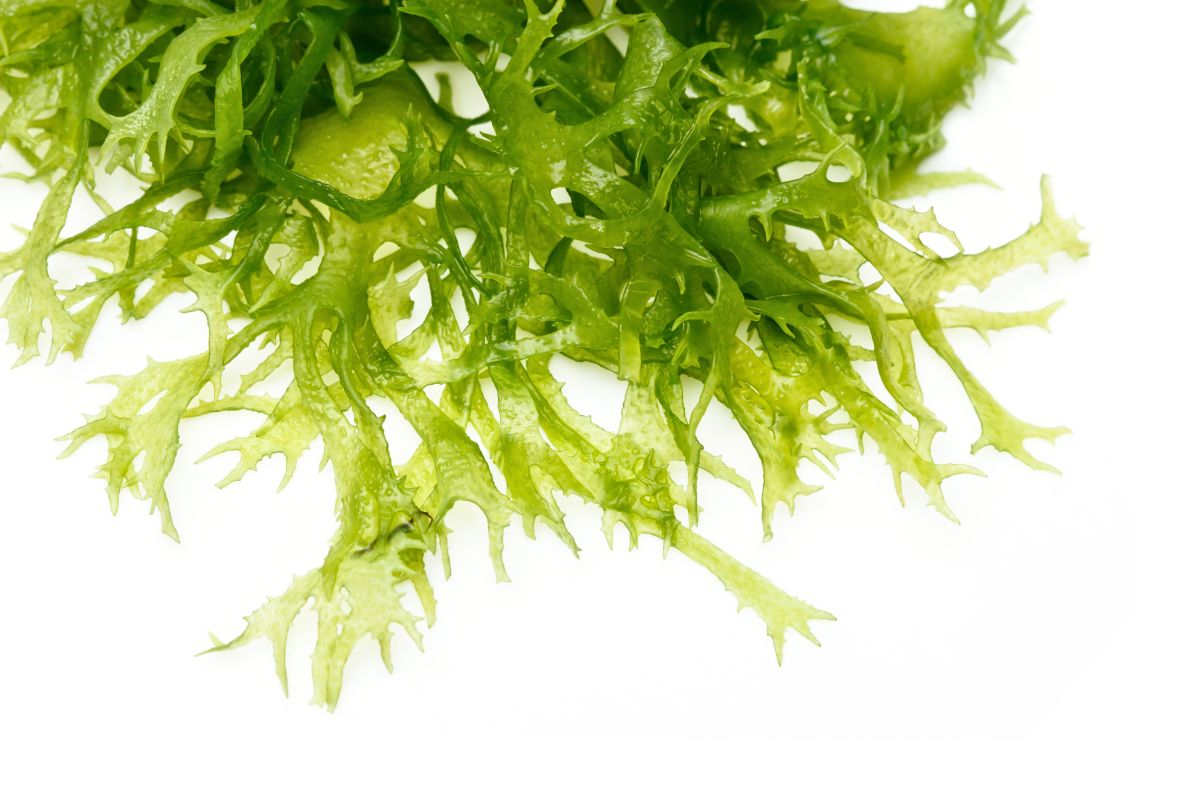 El consumo de algas es recomendado en personas que tienen déficit de algunas vitaminas. 