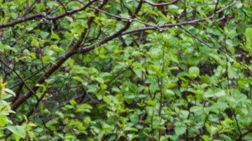 Además, los restos del animal fueron tirados en el camino.