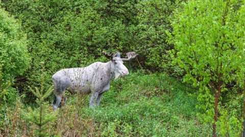Además, los restos del animal fueron tirados en el camino.