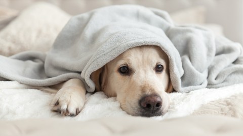 Perro enfermo