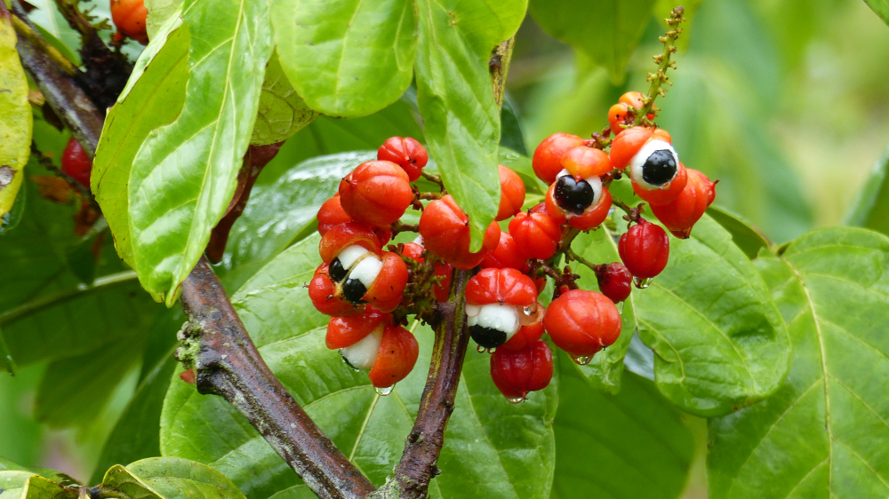 guaraná