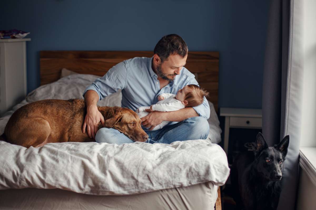 Como Entrenar A Tus Mascotas Cuando Un Nuevo Bebe Llega A Casa El Diario Ny