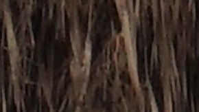 shutterstock_625594319