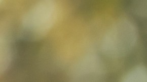 La mujer, incluso, intentó golpearlos.