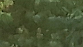 NYPD en Central Park