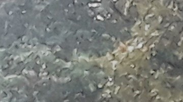 NYPD en Central Park