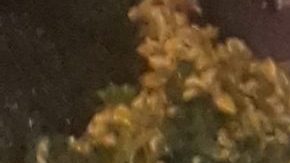 NYPD acudió a pedido de un pariente