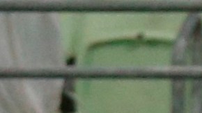 Delfín cayó 5-0 ante Palmeiras.