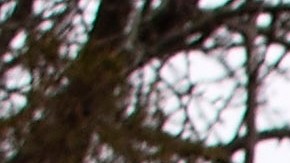 Vacuna coronavirus Moderna