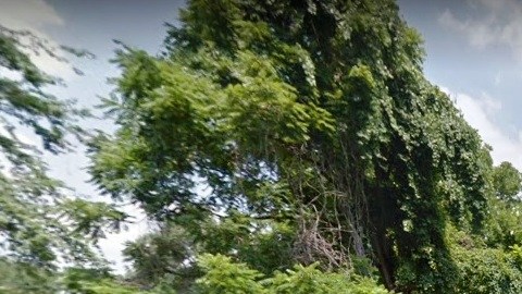 Zona del descubrimiento: Morrell Park Av