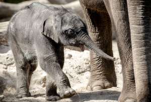 Alarma por bebés elefantes muertos en zoológico de Nueva York