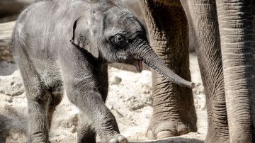 Elefante recién nacido