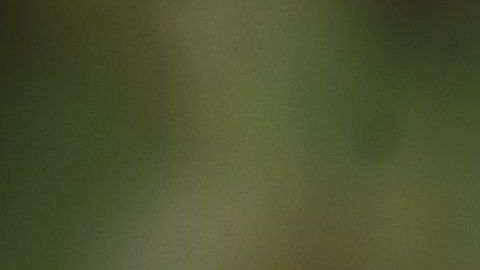 Trump evaluó la ley Marcial.