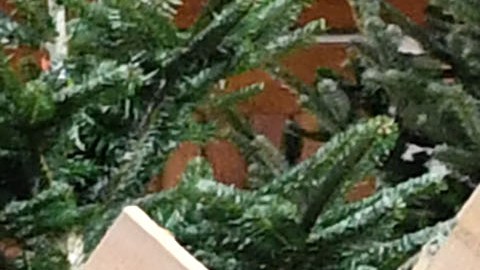 El precio del árbol de Navidad