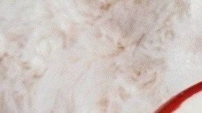 Jill Wellington-chocolate-Pixabay