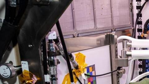 Plantas de rábano del experimento Plant Habitat-02 que se cosecharon el 30 de noviembre de 2020.