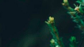 Los problemas del medio ambiente localmente también se notarán porque habrá menos oferta de árboles debido a la sequía que afectó plantaciones en estados como Texas.