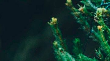 Los problemas del medio ambiente localmente también se notarán porque habrá menos oferta de árboles debido a la sequía que afectó plantaciones en estados como Texas.