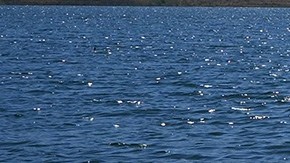 maxi pereira muere ahogado