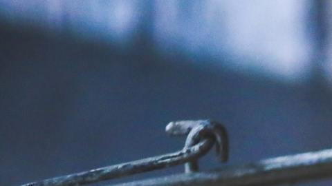 ¿Qué diferencia hay entre comer proteínas de origen vegetal o animal?
