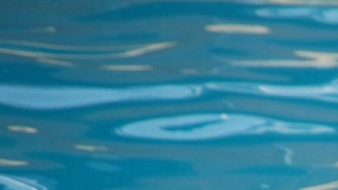 El entrenador de animales oceánicos, Alexis Martínez, fue asesinado por Keto, una orca a la que había adiestrado durante años.