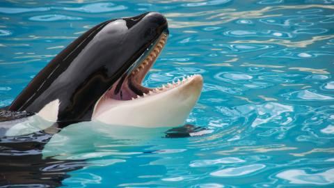 El entrenador de animales oceánicos, Alexis Martínez, fue asesinado por Keto, una orca a la que había adiestrado durante años.