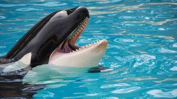 El entrenador de animales oceánicos, Alexis Martínez, fue asesinado por Keto, una orca a la que había adiestrado durante años.